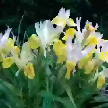 Bucharica